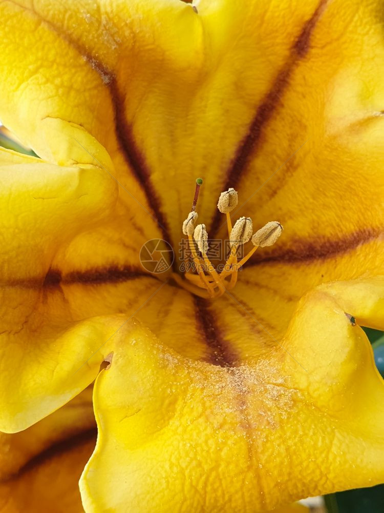 以可见的花粉颗粒捕捉黄色象皮花的宏观捕获量谷物花瓣朵图片