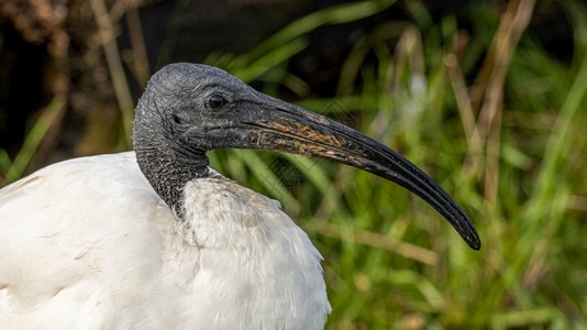 美丽的羽毛荒野黑色ibis长嘴唇鸟画像贴近了图片