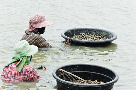 工人在农用池塘收割漂浮蛤图片