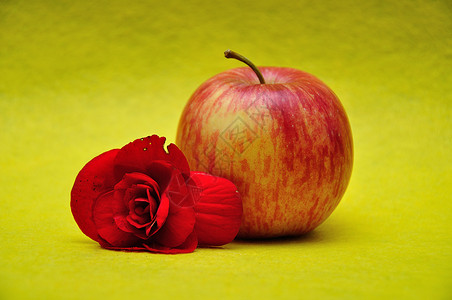 水果饮食红色的花朵黄背景红苹果一种图片