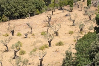 植物阳光照射7月在西班牙巴利阿里群岛马洛卡Mallorca橄榄图片