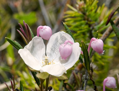 季节花朵云莓和多价金的安朵美达政治L花的仙女座图片