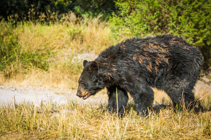 树户外动物大棕熊在路上走野外大棕熊走图片