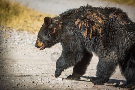 路路熊素材大棕熊在路上走野外大棕熊走杀手危险美丽的背景
