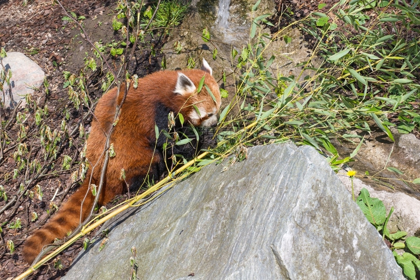 富根绿色白天红熊猫阿柳鲁斯花生坐在森林地板上吃竹子图片