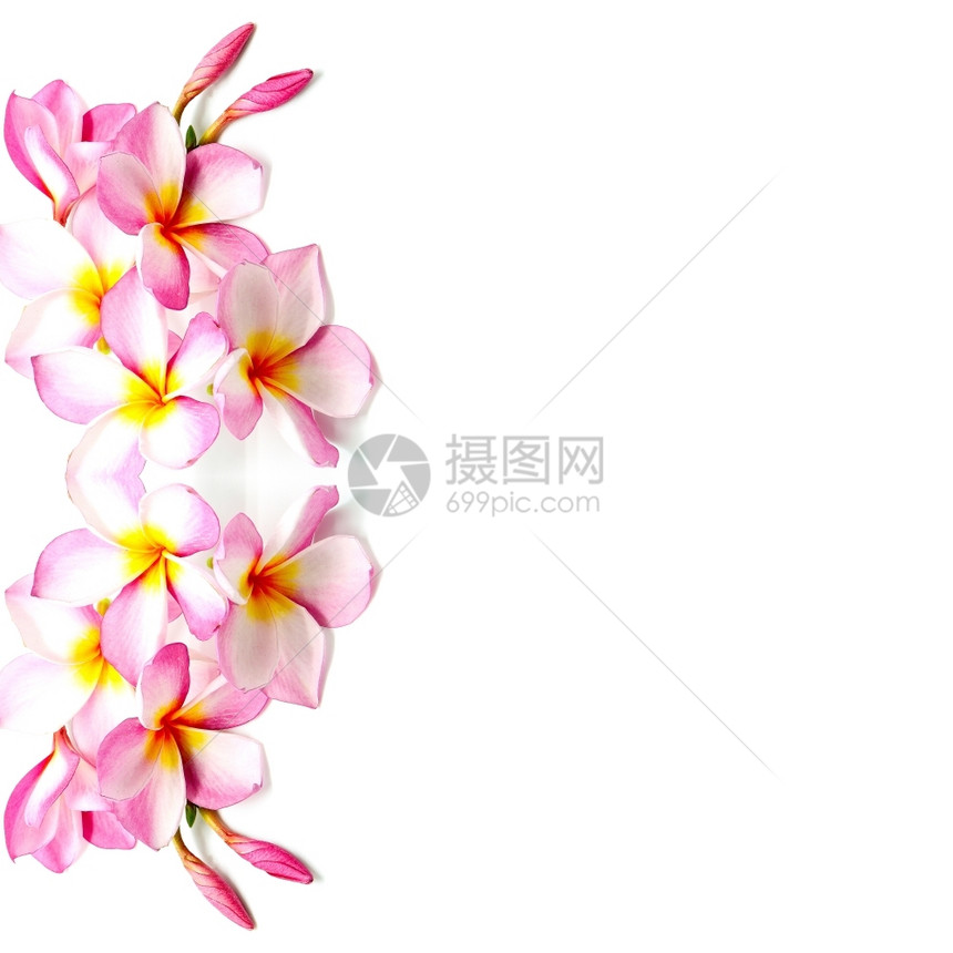 方吉帕尼阿罗哈黄色的热带粉红花朵或白底孤立的Fangipani花朵图片