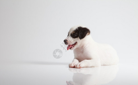 鼻子白色背景孤立的小狗耳朵害羞的图片