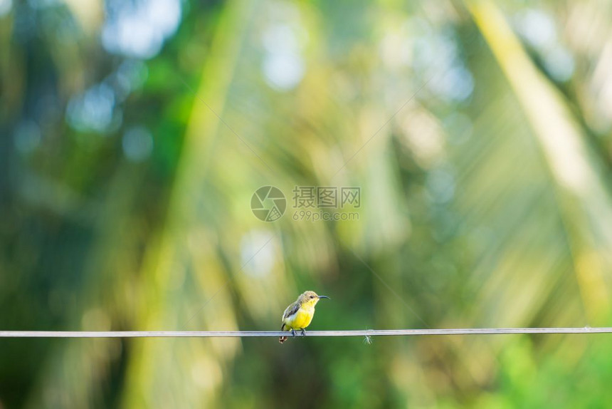 独自的电缆线上小鸟黄色和绿电线上的小鸟动物群图片