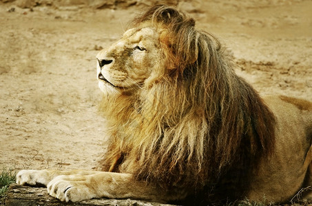 狮子在沙地上撒谎的肖像兽脊椎动物野图片