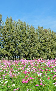 树花瓣场地美丽的宇宙花图片