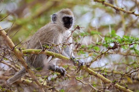 哺乳动物厚脸皮树上的小猴子白色图片