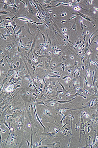 肌细胞实验摄影高清图片