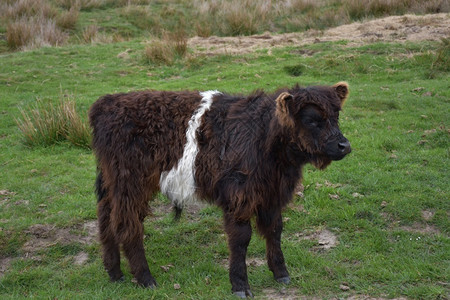 高地哺乳动物户外英国穆尔兰的一只年轻带腰加洛路小牛侧面简介图片