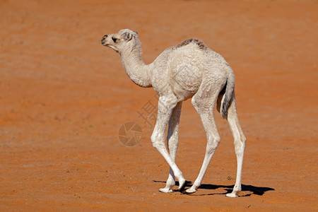 在阿拉伯半岛沙漠丘上行走的小骆驼幼鹿白色的适应强一种背景图片