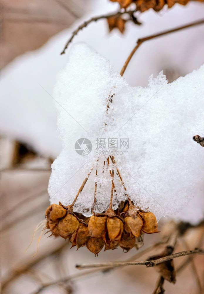 森林寒冷的冬天冰雪在树枝上夹着种子在他们的豆里十二月冰冷图片