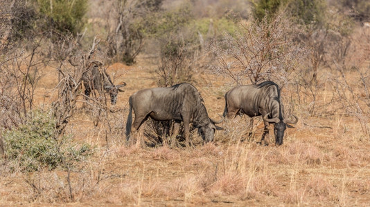 南非皮拉内斯贝格公园干草地的三次蓝野牧草男预订贝拉丘背景图片