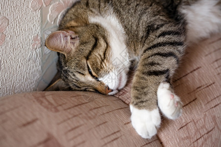 长椅晶须猫睡在沙发库齐亚高档猫12Yo休息图片