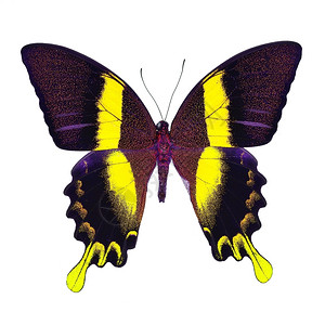 夏天布鲁梅雄伟美丽的黄色蝴蝶绿的燕尾草花彩色薄蓝白底孤立于一旁图片