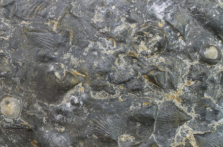 粗糙的材料聚焦于表面扇贝化石的形态图案重点说明地表扇贝化石的形态老图片