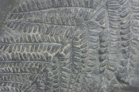 材料细节聚焦于表面Fern化石的形态图案Fern化石强的图片