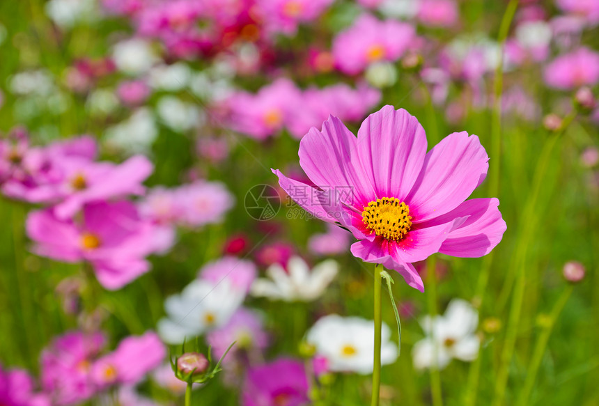 实地的宇宙花园植物群春天图片