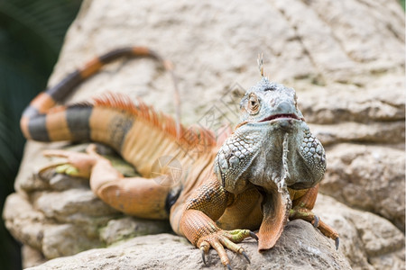 常见的爬行动物大蜥蜴全身都是钉子棕色的图片