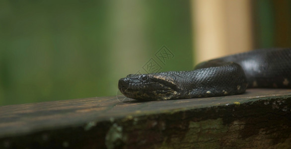 欧内克特斯荒野厄瓜多尔木原上的蟒蛇学名Eunectesmurinus水背景