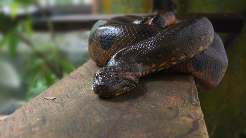 贝壳厄瓜多尔木原上的蟒蛇学名Eunectesmurinus美国图片