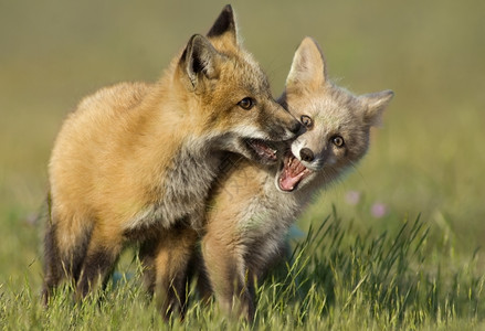 犬科动物年轻狐狸包游戏动物俏皮图片