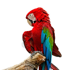 异国情调宠物与白种背景隔绝的多彩绿色MacawAviary鸟舍图片