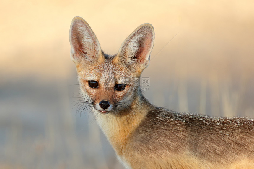 南非卡拉哈里沙漠CapeFoxVulpesChama的肖像哺乳动物警报生图片