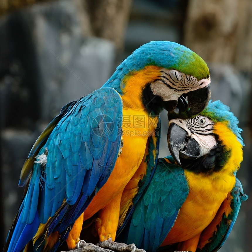 荒野美丽的五颜六色蓝和金刚鹦鹉鸟舍的情人漂亮图片