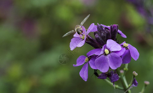 自然昆虫传粉者花朵上红色紫花朵的背景图片