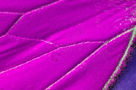 丰富多彩的环境飞以纹理背景模式关闭紫蝴蝶翅膀的宏M背景图片