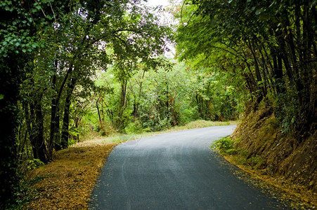 森林里道路图片