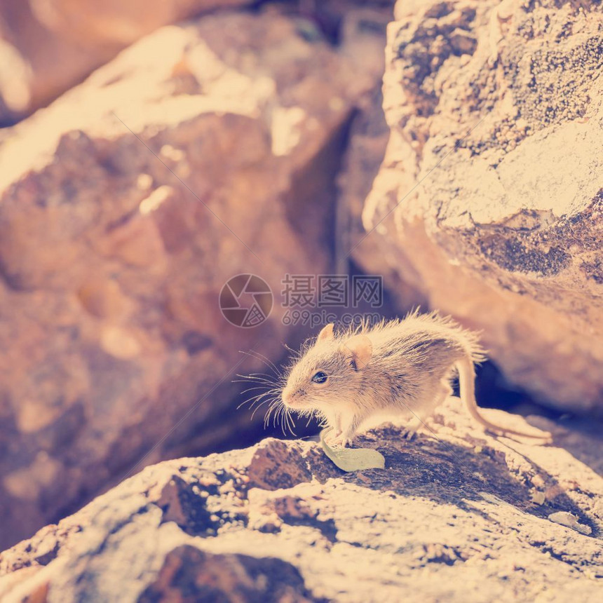 动物复古的筛选坐在一块岩石上深夜阳光晒在博茨瓦纳非洲后边带回溯的Instagram风格过滤效果图片