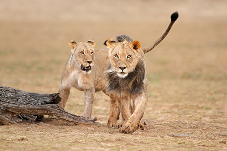 盯黑豹南非卡拉哈里沙漠Pantheraleo卡拉哈里沙漠捕食者图片