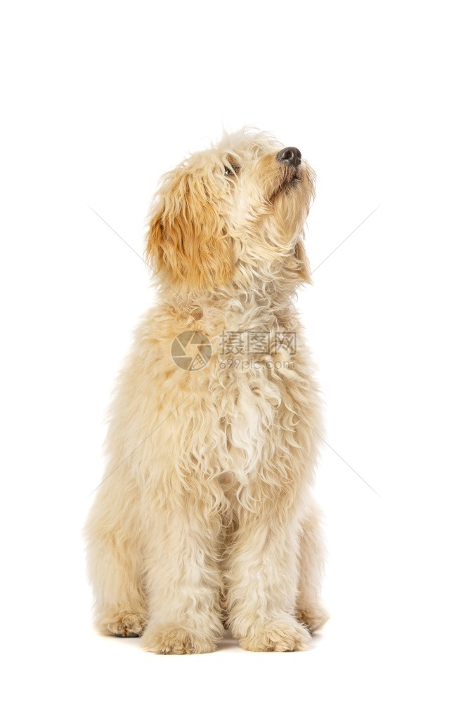 金田的在白色背景面前的中金条狗红年轻的图片