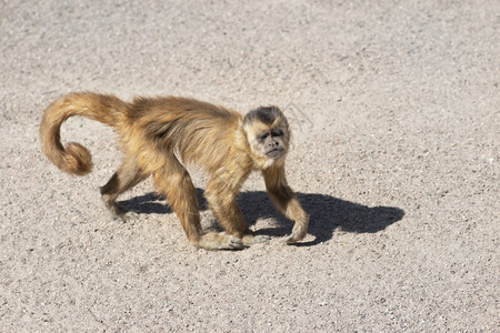 新的可爱卷尾猴在动物园里的特写坐着背景图片