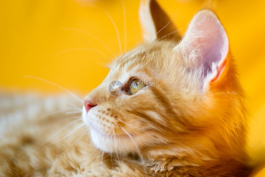 猫和狗红白的缅因州角猫近视肖像选择焦点天然黄色模糊背景虎斑猫浣熊斯克莱兹涅夫图片