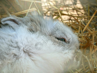 野兔婴儿农场笼子里的美丽灰色毛发兔子近身图片