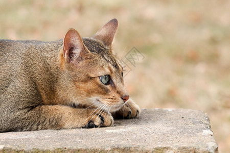 纯种头发阿比西尼猫说谎图片