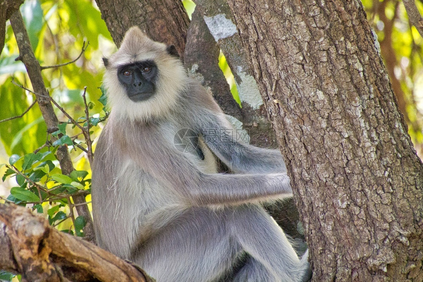 仙人掌荒芜之地灰叶猴哈努曼Semnopithecusentellus考杜拉公园斯里兰卡亚洲动物学图片