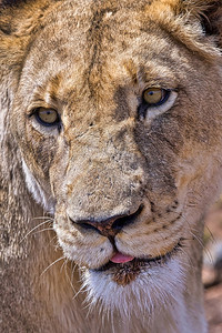 预订肖像动物狮子豹里昂犀牛和狮子自然保护区非洲南阿菲卡高滕图片