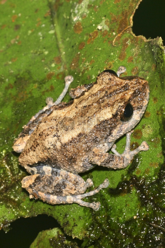 热带青蛙雨林纳波河流域亚马逊厄瓜多尔美洲野生动物环境绿图片