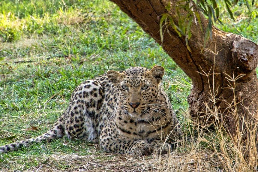 生态系统动物豹Pantherapardus克鲁格公园南非荒芜之地图片