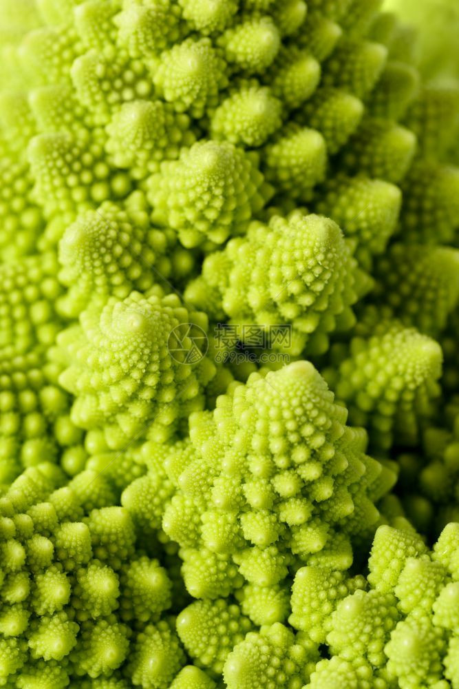 螺旋植物有机的抽象绿色自然背景罗曼尼斯科花椰菜Brassicaoleracea近镜头选择焦点Romanesco花椰菜图片
