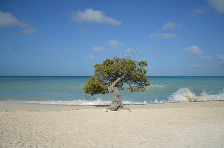 景观迪维未来阿鲁巴鹰海滩的Dividividivi树海浪上岸图片