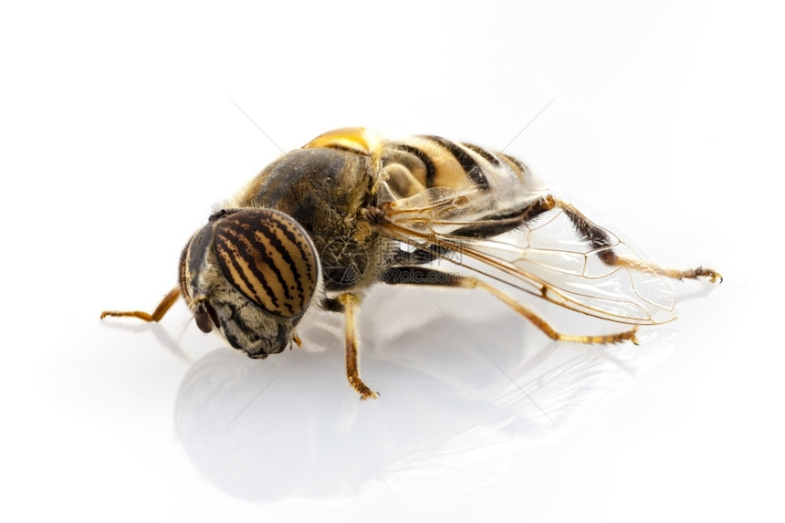 Eristalinustaeniops旋翼孤立于白色背景Eristalinusteneniops是一种像蜜蜂或黄一样的悬浮苍蝇种图片