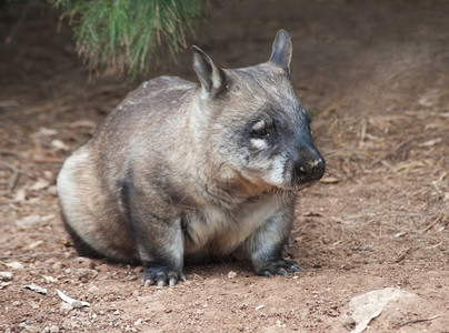 澳大利亚人洲本地Wombat坐着寻找某样东西有袋动物野生图片
